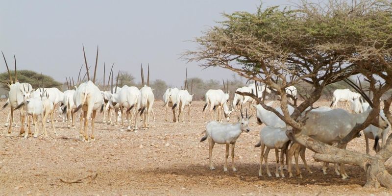 حيوان المها العربي.. موروث بيئي وهوية رئيسة للتاريخ الطبيعي العُماني