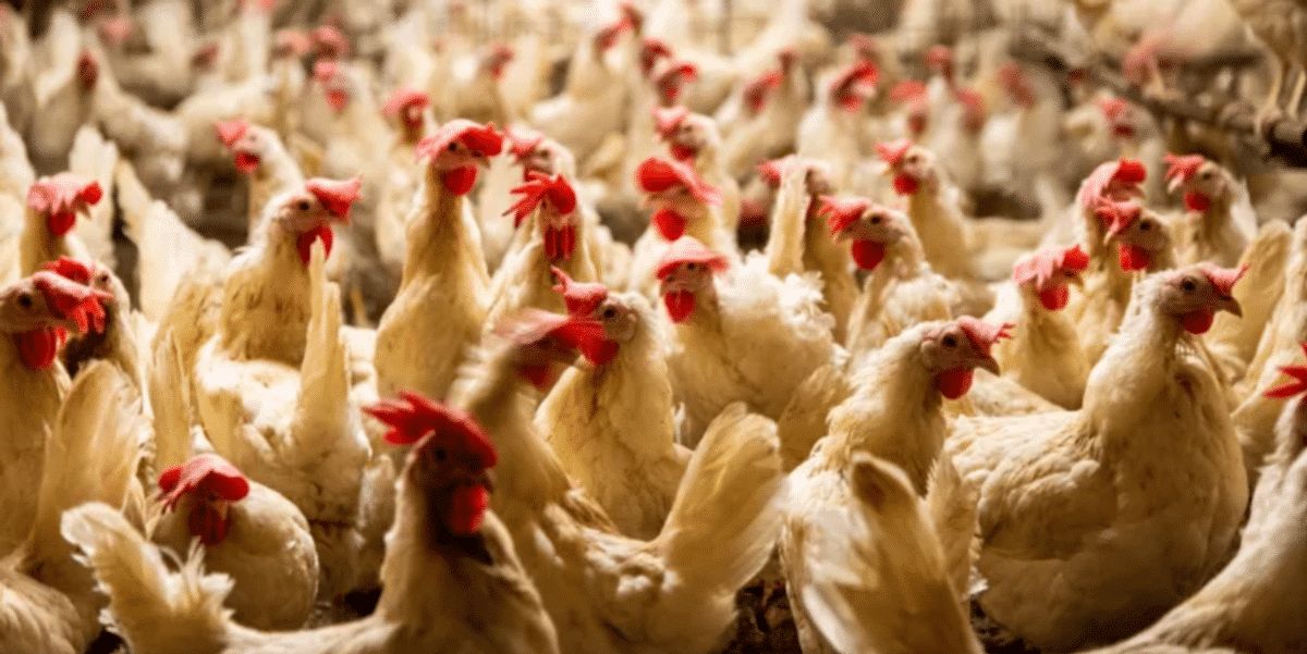 واقعةغريبة.. السجن لصيني قام بتخويف الدجاج حتى الموت