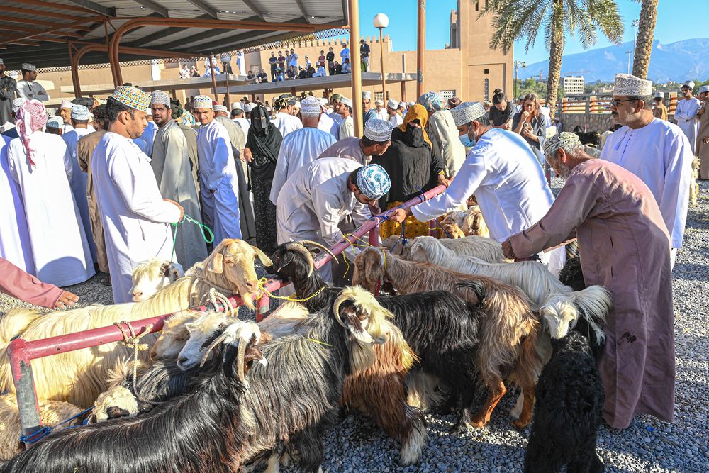 بحلول عيد الفطر المبارك .. احذر عند شراء الماشية وذبحها
