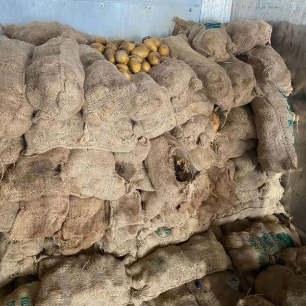 «الجمارك» تحبط تهريب مواد مخدرة تم حشوها داخل شحنة بطاطس واردة في حاوية من دولة آسيوية