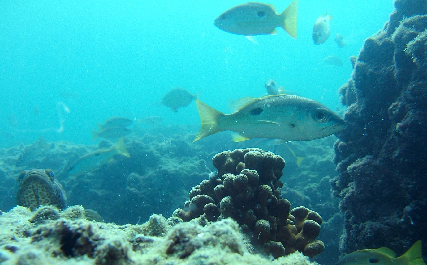 حمدان بن زايد يصدر قراراً بشأن سياسة المحميات الطبيعية في أبوظبي