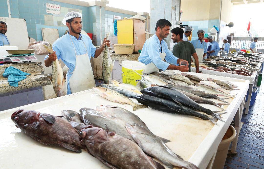 موجة الحر تربك الصيد والأسماك تهرب إلى الأعماق