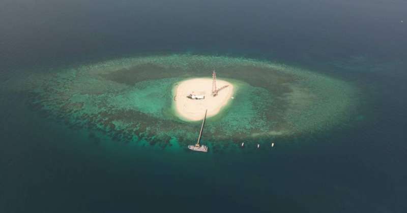 «البيئة»: استزراع المرجان على الميافر البحرية في «قاروه».. وإطلاق سلاحف مهددة بالانقراض