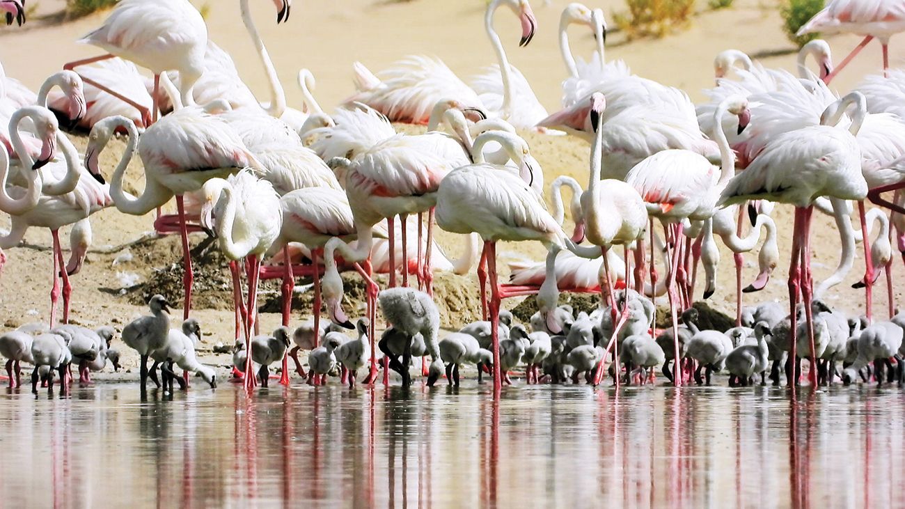 محمية الوثبة للأراضي الرطبة بأبوظبي.. لوحة طبيعية تحفظ التوازن البيئي