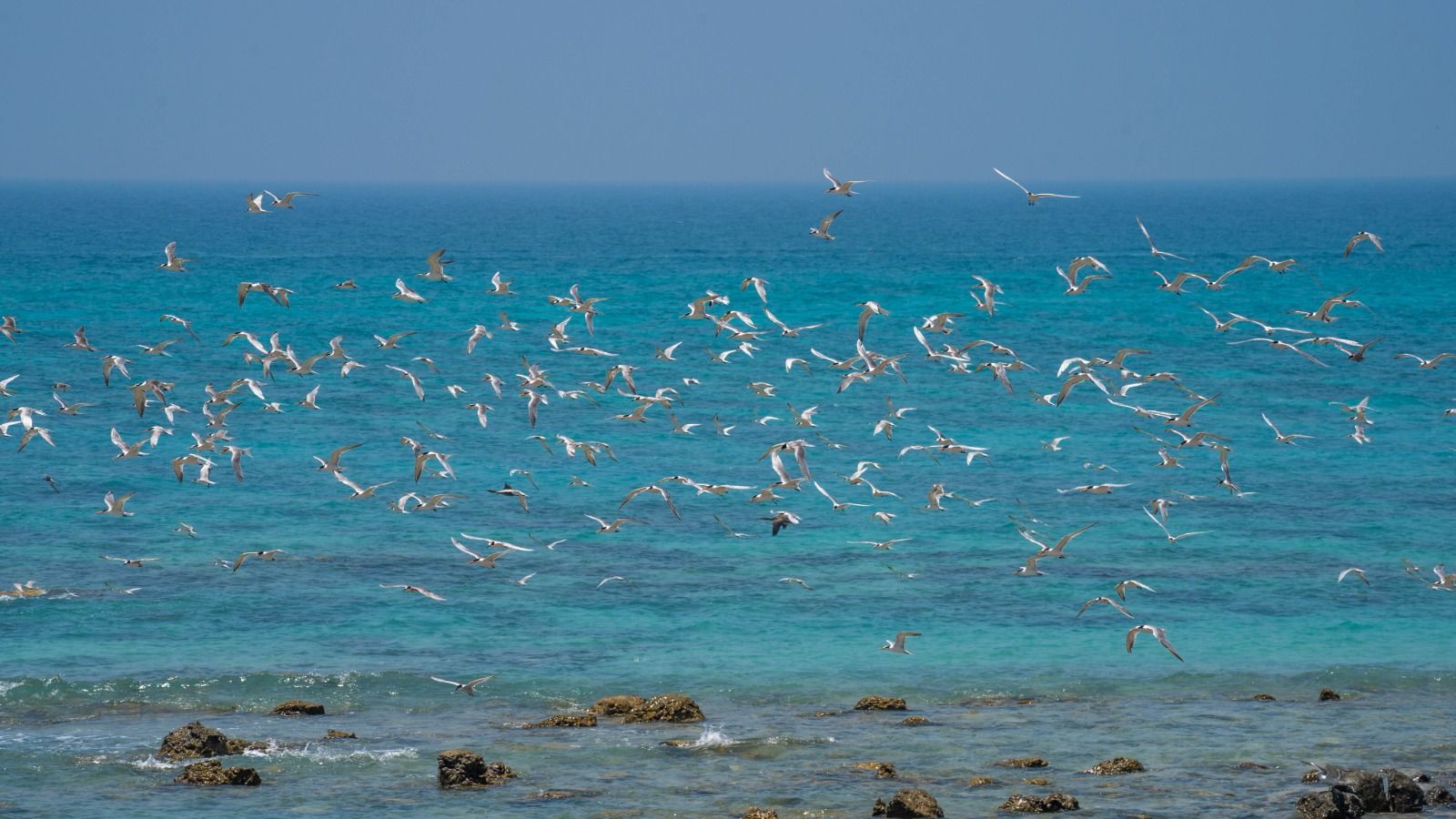 حماية التنوع البيولوجي في الإمارات.. مساهمات بارزة لمواجهة التغير المناخي وبناء مستقبل مستدام