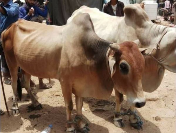 اليمن.. جبايات مليشيا "الحوثي" تضاعف من أسعار الأضاحي وعزوف المواطنين عن الشراء 