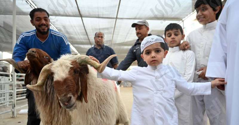 مسلخ العاصمة.. تسهيل الإجراءات على المضحين من بوابة الدخول حتى الخروج