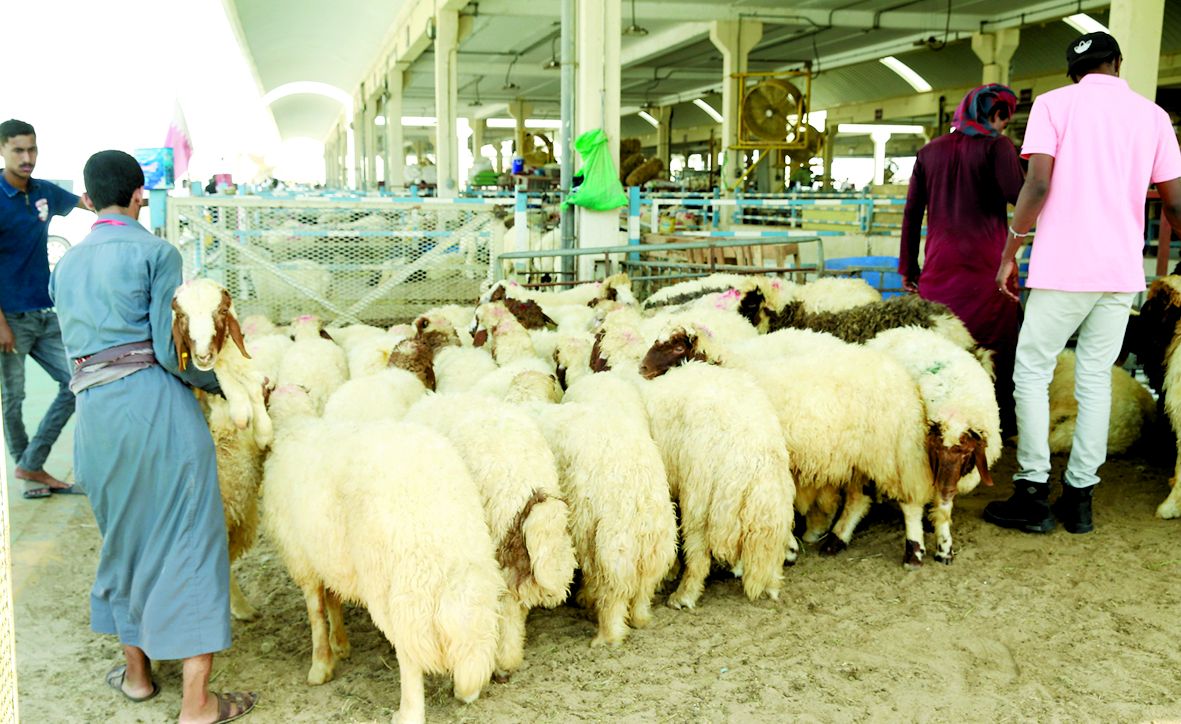 «العرب» ترصد: فرق بيطرية بالمقاصب للتأكد من صلاحية الأضاحي