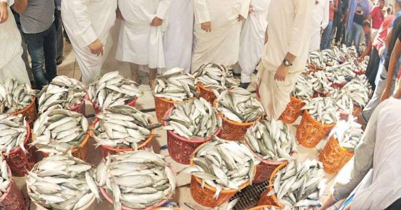 أسماك الميد في السوق