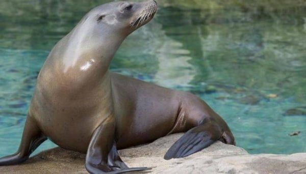 بالفيديو| «كلب البحر» يضع راكب أمواج في موقف محرج وسط الماء