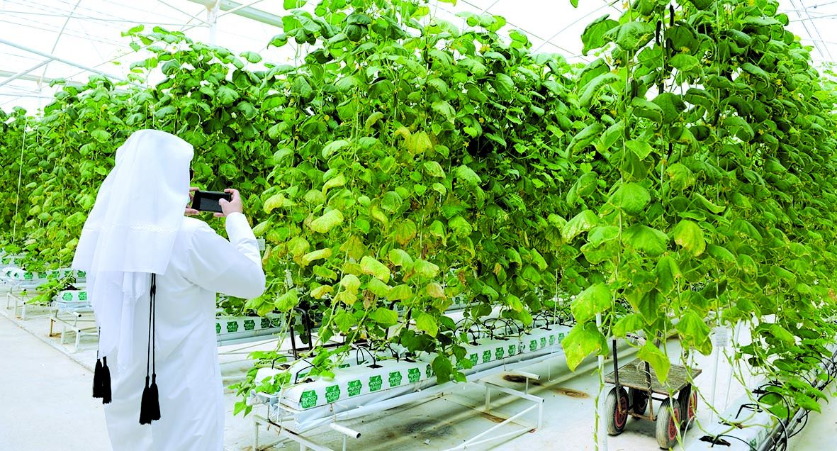 العرب تنشر اشتراطات مخصصات دعم المزارع