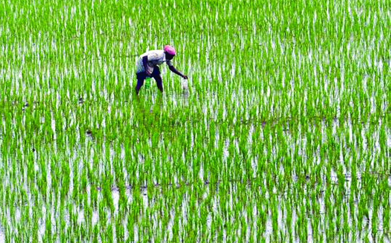 الهند تدرس حظر تصدير الأرز بسبب ارتفاع الأسعار المحلية