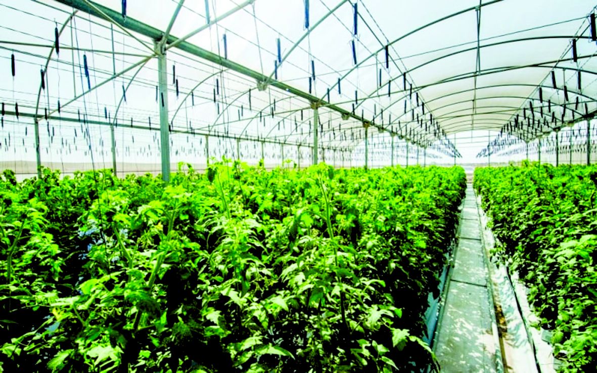 72 مليون ريال قيمة محاصيل مزارعنا 2022