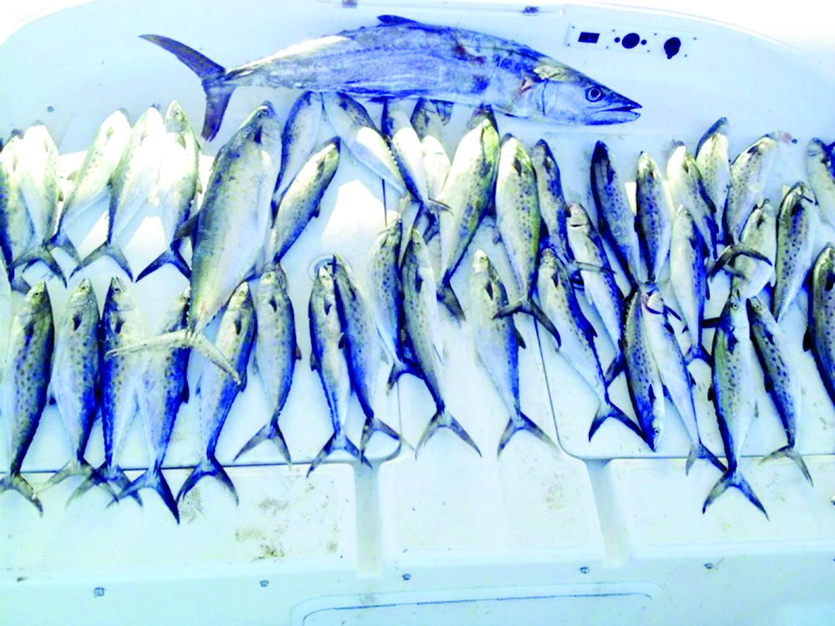 «البيئة»: انطلاق موسم حظر صيد «الكنعد» 15 أغسطس