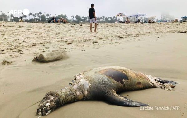 جثث على الشاطئ.. غذاء يقتل مئات من أسود البحر بفاجعة هي الأسوأ!