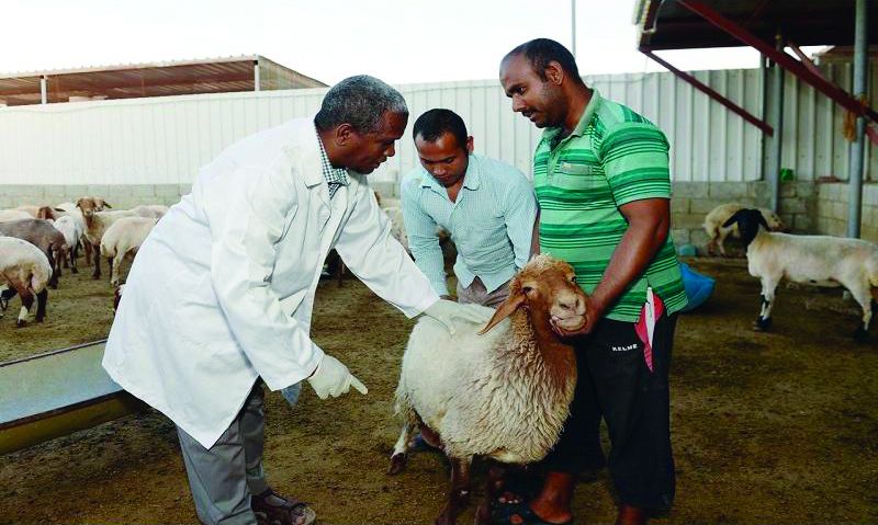 «برامج الدعم» تقود نمو الثروة الحيوانية وإنتاج الغذاء