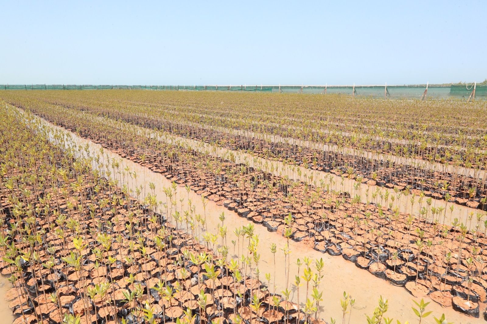 مكافحة التصحر في الإمارات.. منظومة عمل متكاملة تقهر الظروف المناخية