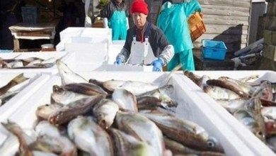 اليابان تقدم احتجاجا لمنظمة التجارة العالمية على حظر الصين وارداتها البحرية