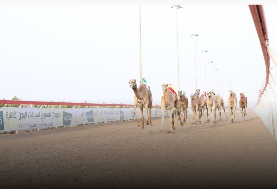 ختام منافسات السباق الأول من المهرجان السنوي للهجن الأهلية