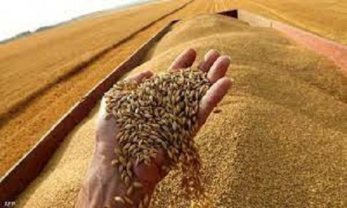 3 دول أوروبية تتحدى الاتحاد الأوروبي وتمدد حظر واردات حبوب أوكرانيا