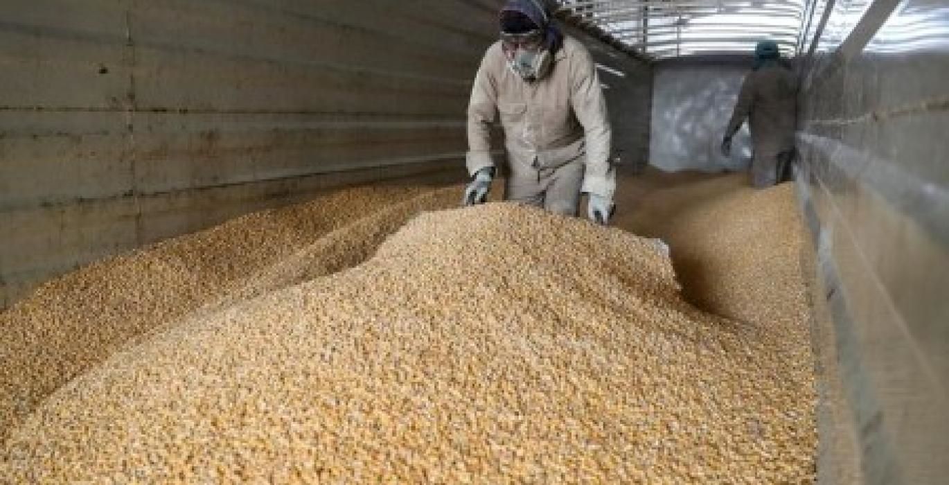العقود الأمريكية الآجلة للذرة تسجل أدنى مستوى في 3 سنوات