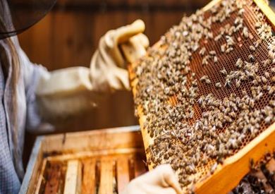 لأصحاب المناحل بمحافظة ظفار .. هذا التنبيه لكم