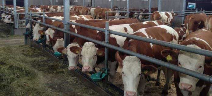 الجزائر تقرر الوقف الفوري لاستيراد العجول والأبقار الحية من فرنسا