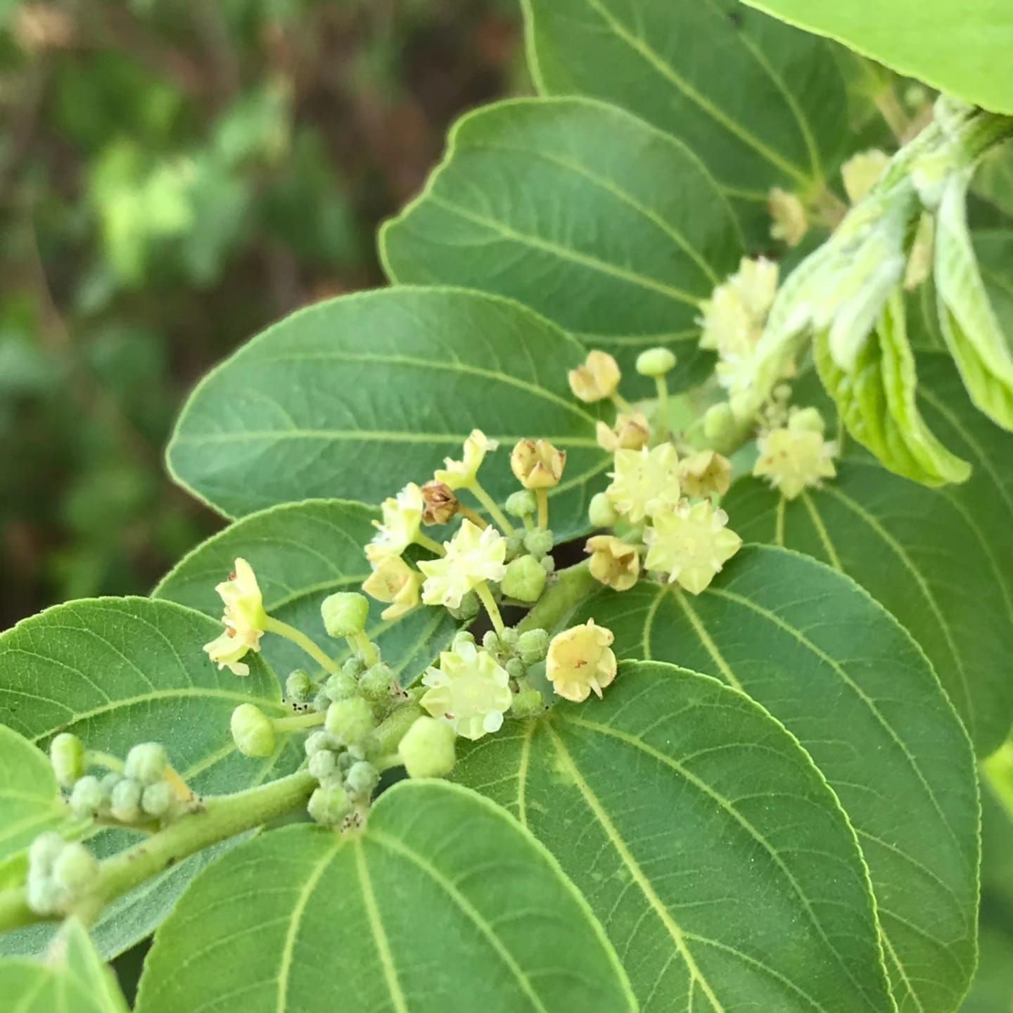 السدر.. شجر الجنة المثمر على الأرض