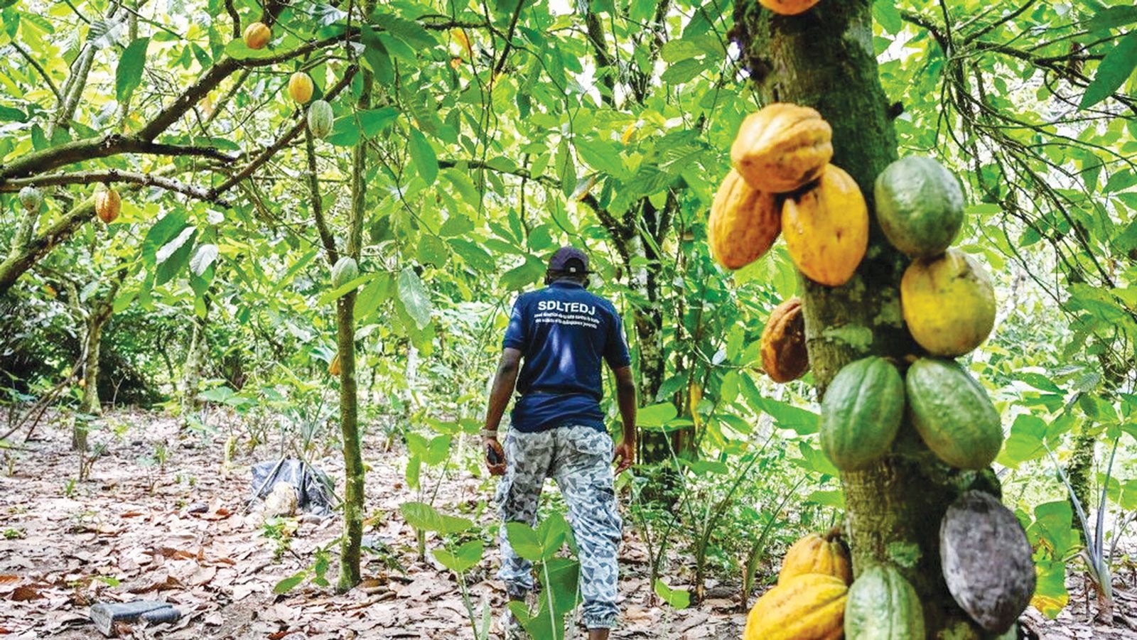 ضعف محصول الكاكاو في أفريقيا يهدد برفع أسعار الشوكولاته عالمياً