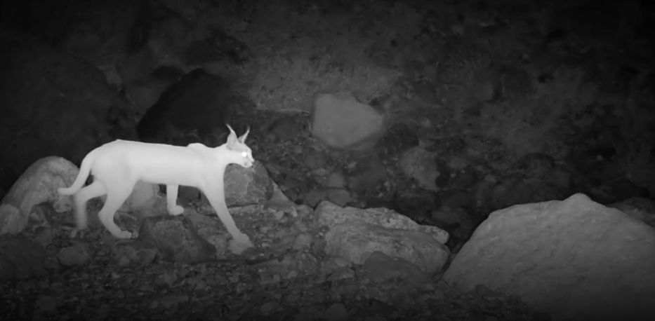 في رصد هو الأول من نوعه.. تسجيل وجود الوشق العربي بمحافظة مسندم