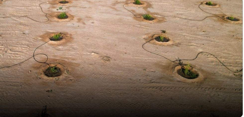 مشروع لزيادة إنتاج سلطنة عُمان من الليمون