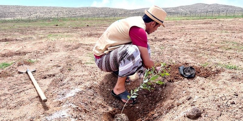 انطلاق حملة استزراع الأشجار البرية بـ ظفار