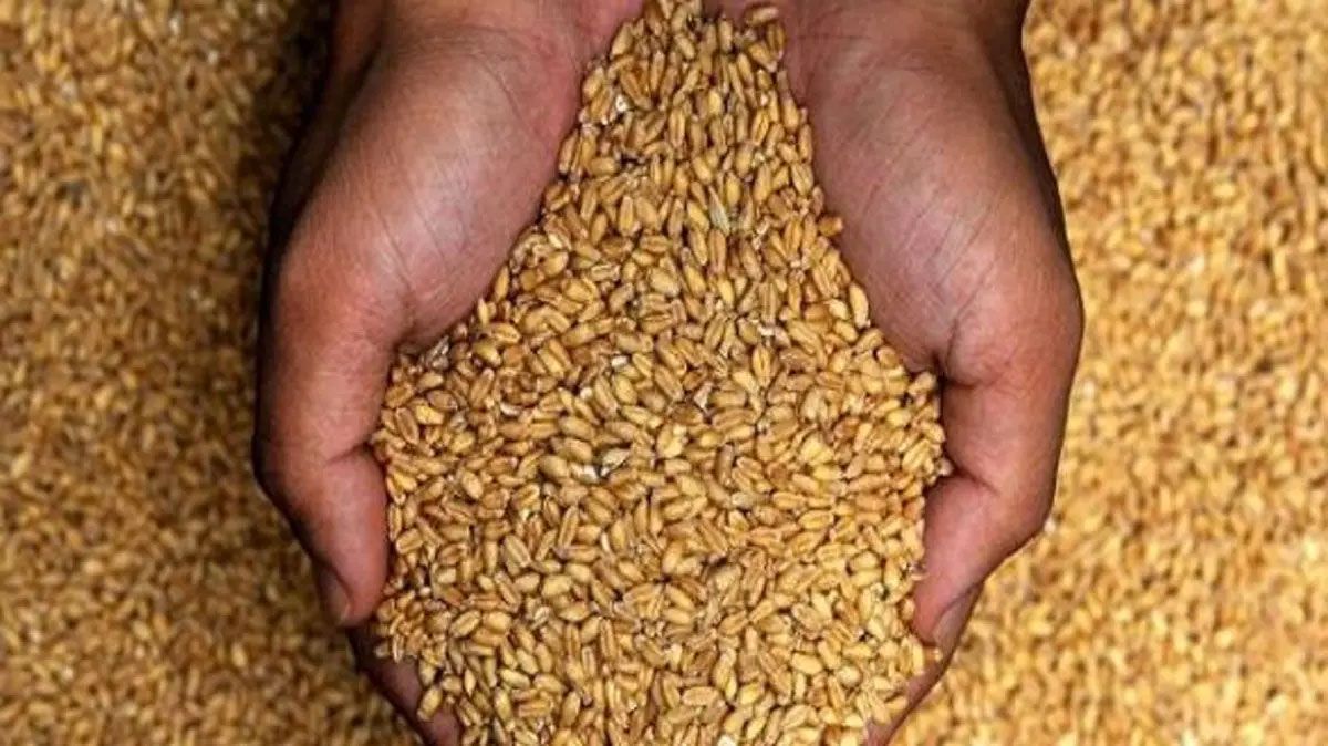 ارتفاع أسعار القمح لأعلى مستوى في أسبوعين بفعل الطلب العالمي وصراع الشرق الأوسط