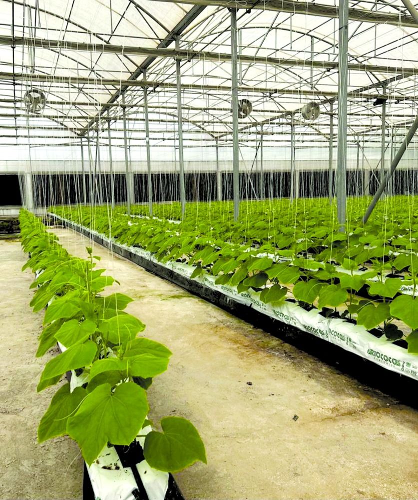 «البلدية» توظف الأساليب الحديثة لتطوير الإنتاج الزراعي