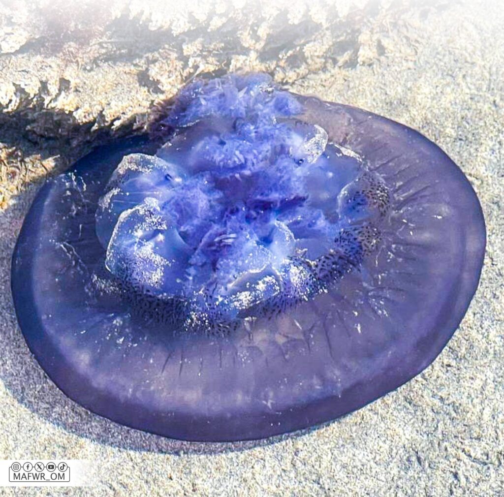 تنبيه بانتشار قنديل البحر التاجي في ظفار