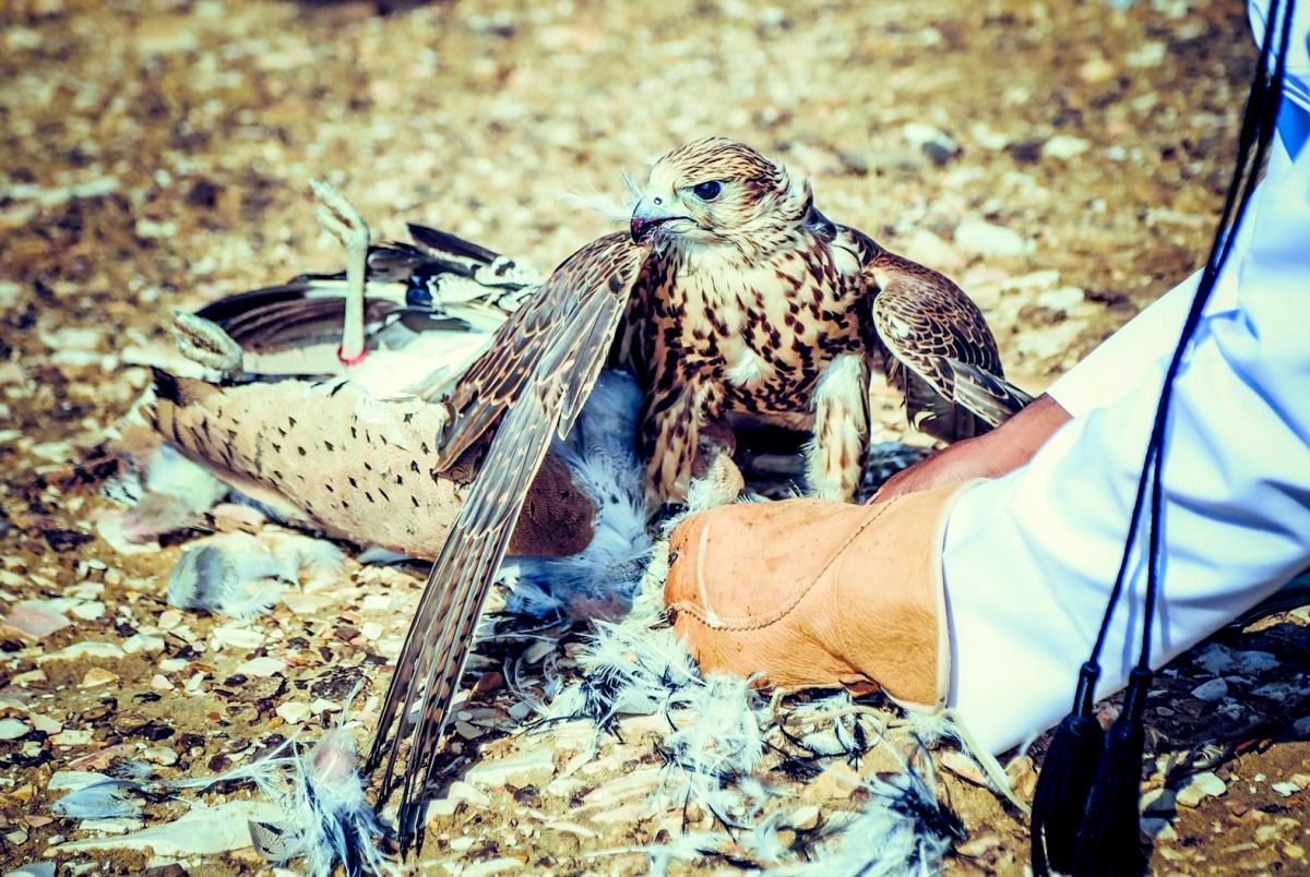 «رأس لفان للصقور»  تدشن النسخة 5