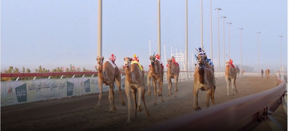 ختام منافسات السباق السنوي للهجن الأهلية بولاية أدم