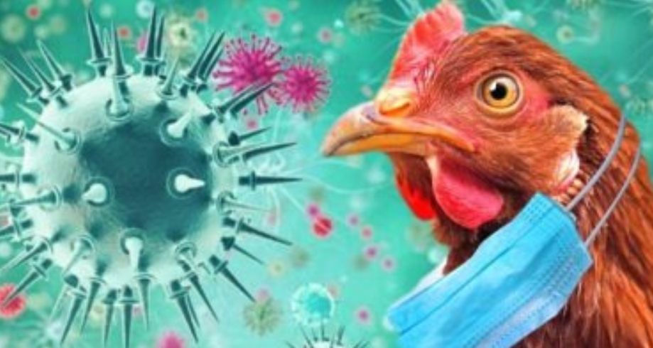 ذبح 7400 إوزة .. تفشيًا جديدًا لأنفلونزا الطيور