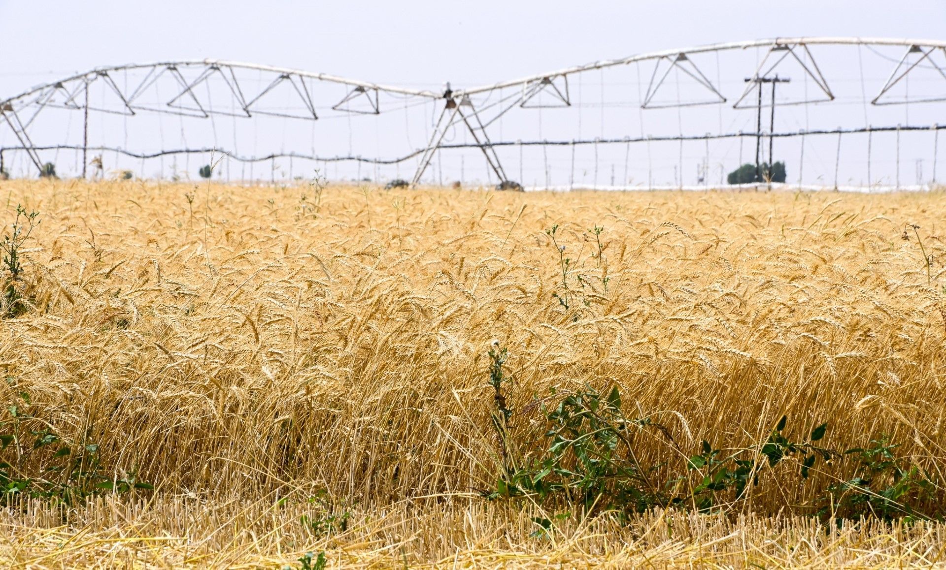 تنفيذ عدد من المشروعات لتعزيز الأمن الغذائي بظفار