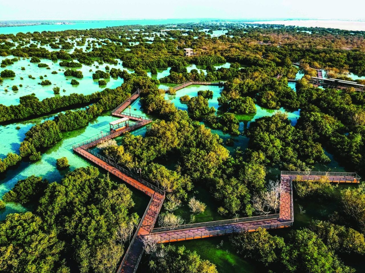 زيادة المساحات الخضراء في الإمارات.. جهود متكاملة في خدمة البيئة