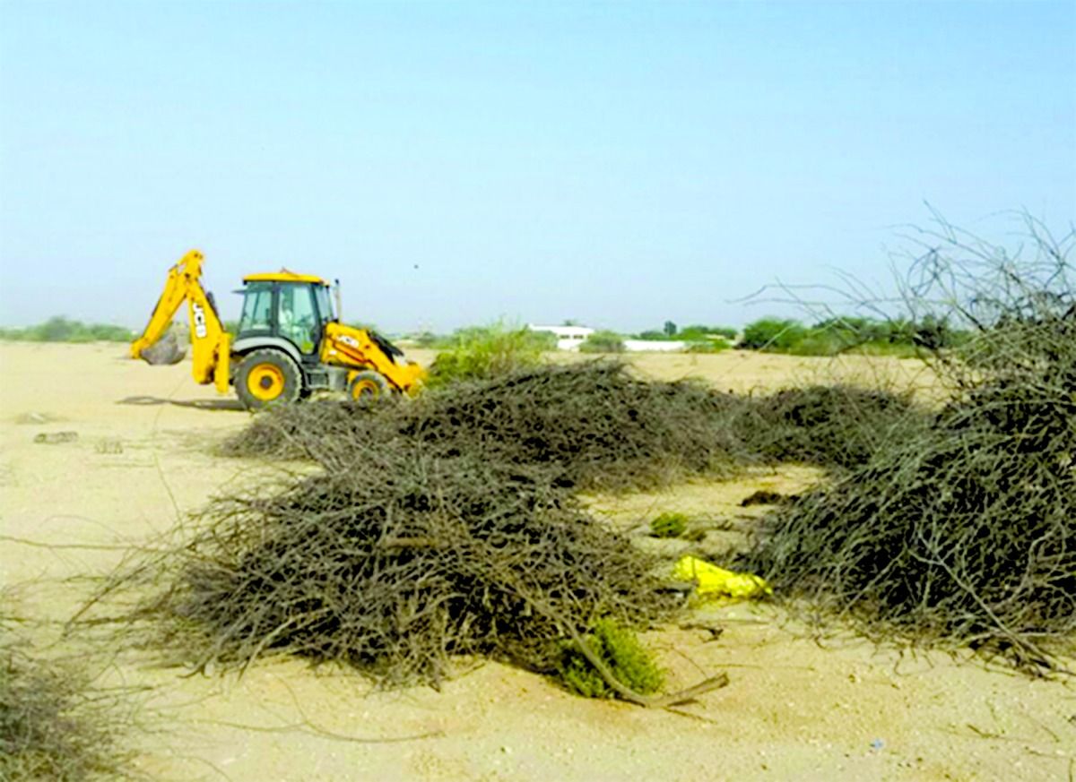 خبراء بيئيون ومربو حلال لـ «العرب»: «الغويف»  خطر على الزرع والضرع