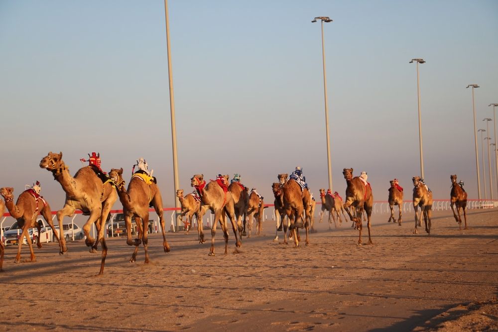 بدء منافسات سباق الهجن بولاية أدم