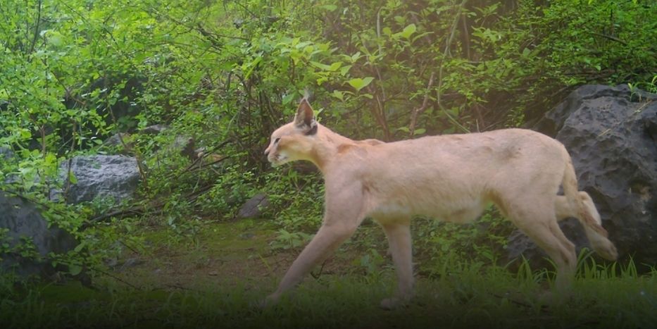 رصدٌ جديد للوشق العربي في جبال محافظة ظفار