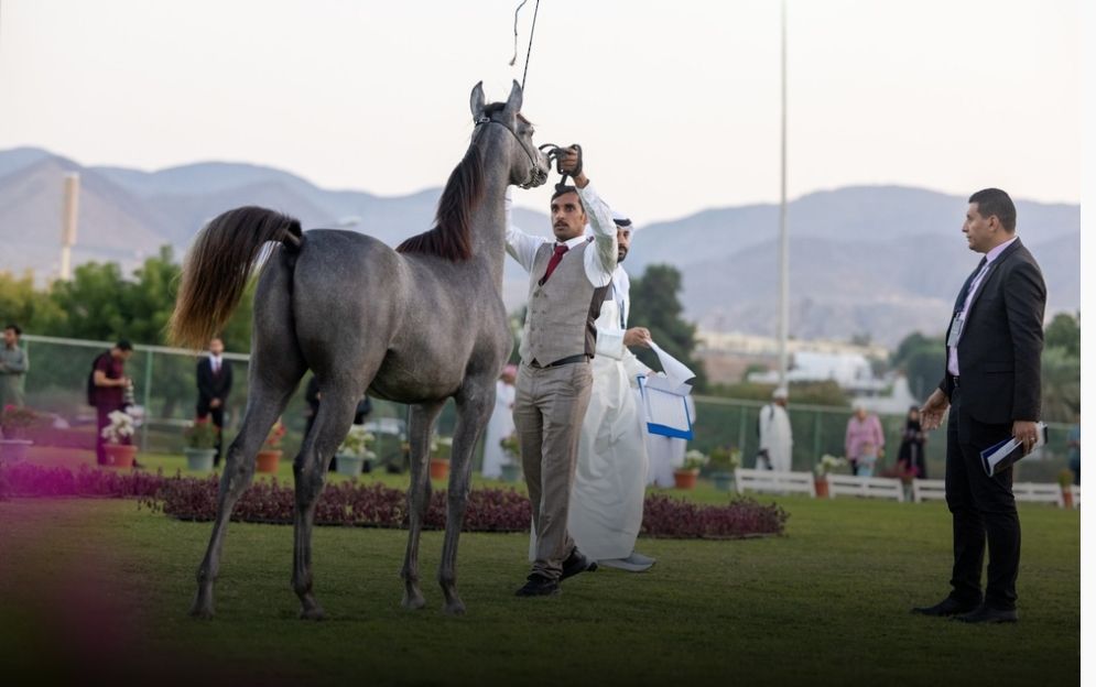 ختام بطولة الرباطية لجمال الخيل العربية بمنتزه القرم