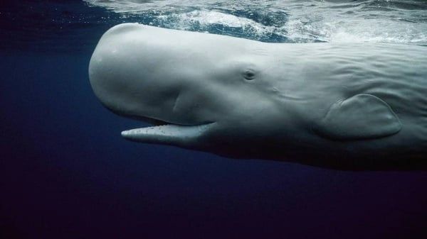 في مشهد نادر.. حوت العنبر يسبح مع رواد الشاطئ في أستراليا