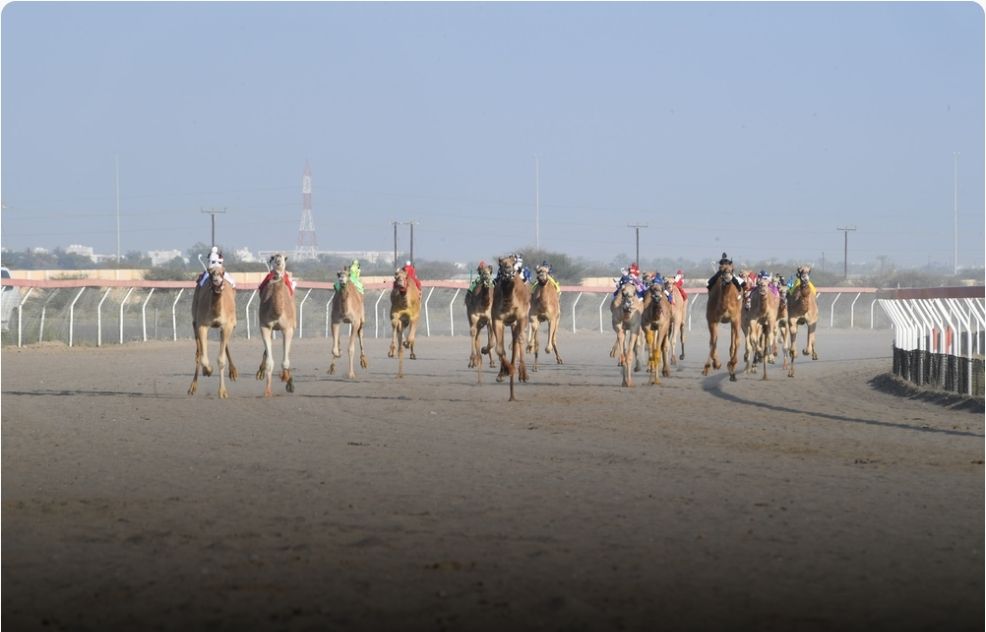 انطلاق منافسات السباق العام للهجن بولاية بركاء