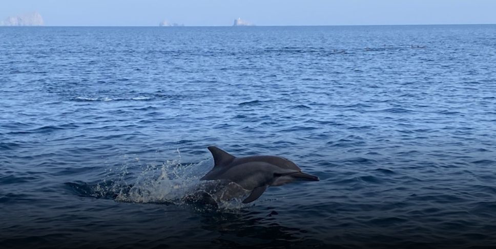 تنفيذ مشروع مسح واستكشاف الموارد السمكية في بحر العرب وبحر عُمان