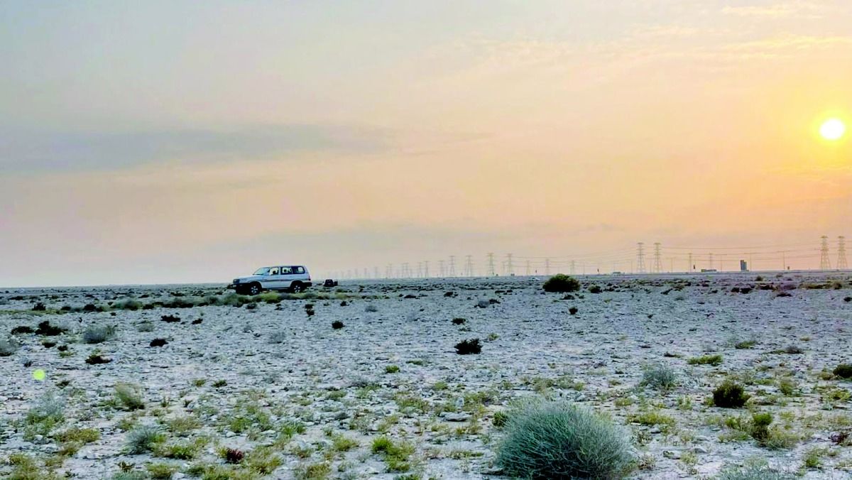 حمى «الفقع» تصيب عشاقه  في المناطق البرية