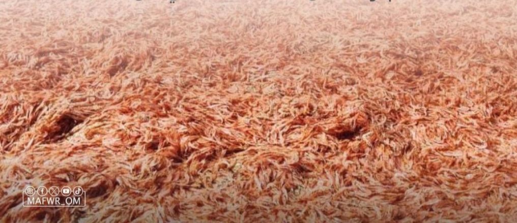 حالات نفوق للروبيان في سواحل رخيوت.. ما سببها؟