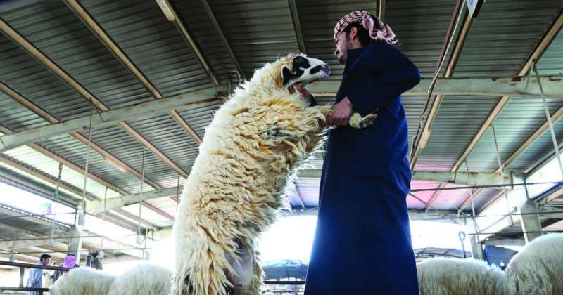 هل يصل الخروف «النعيمي» إلى 250 ديناراً قبل رمضان؟!